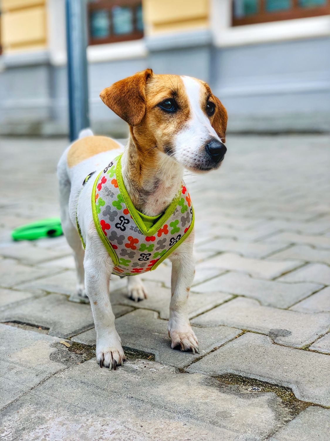 Beagle wearing a colorful harness on a cobblestone travel street Beagle wearing a colorful harness on a cobblestone travel street