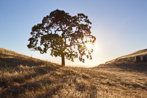 Foto d'estoc gratuïta de a pagès, alba, arbre