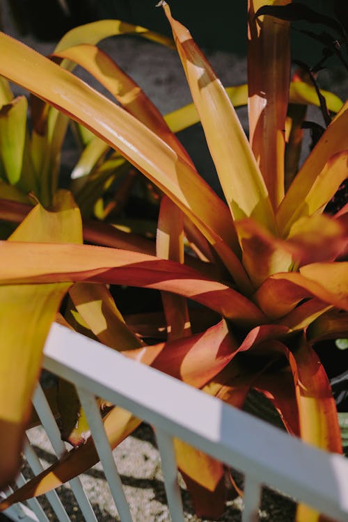 Yellow Plant in Close Up Shot