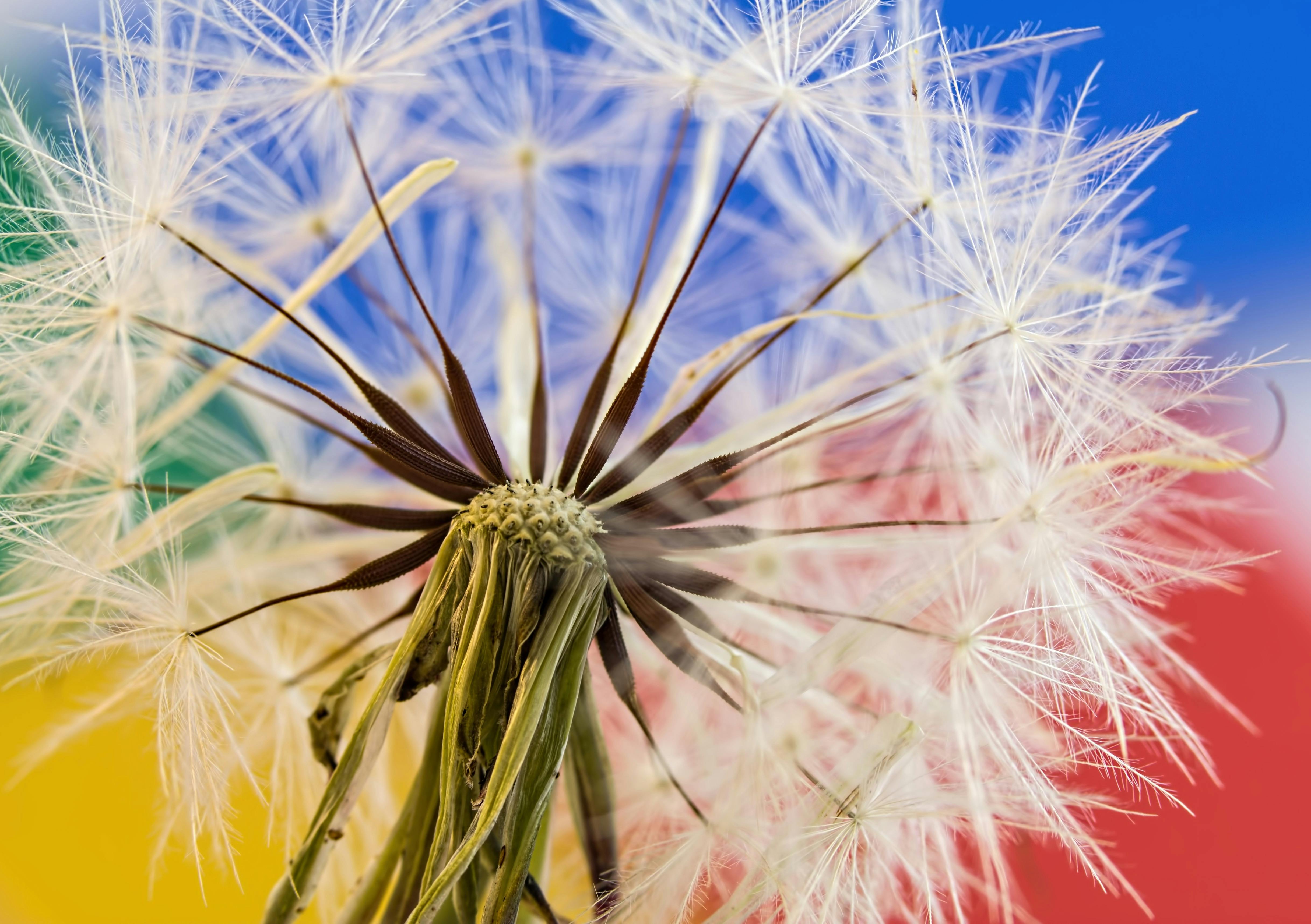 dandelion-wild-flower-plant-nature-40885.jpeg