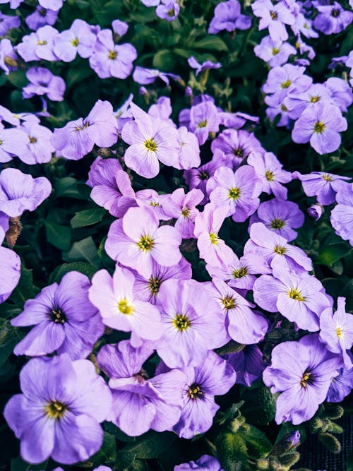 Kostnadsfri bild av aubrieta, blomning, botanisk