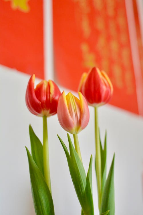 Fresh colorful flowers near white wall