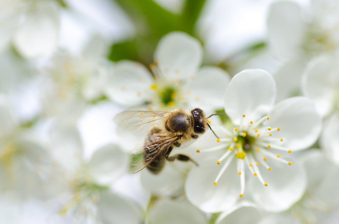 무료 흰 꽃에 검은 꿀벌의 클로즈업 사진 스톡 사진