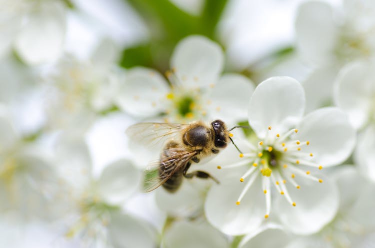 Close-up Photography Of Black Bee On White Flower