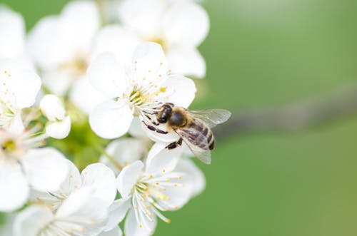 무료 흰 꽃에 검은 꿀벌 스톡 사진