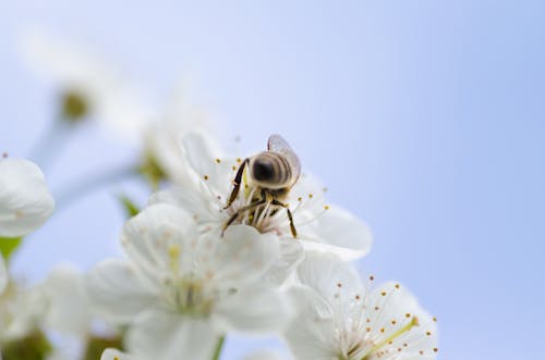 蜜蜂在白色花瓣花上吸蜜的选择性聚焦摄影