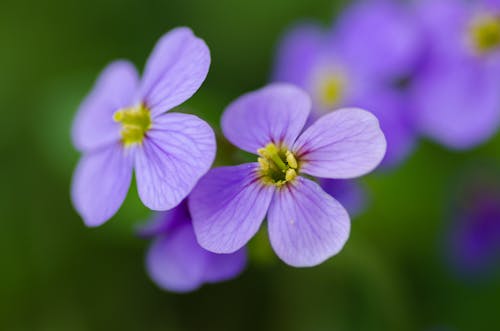 Фиолетовые цветы с лепестками