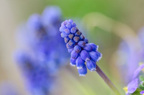 Selective Focus of Purple Flower
