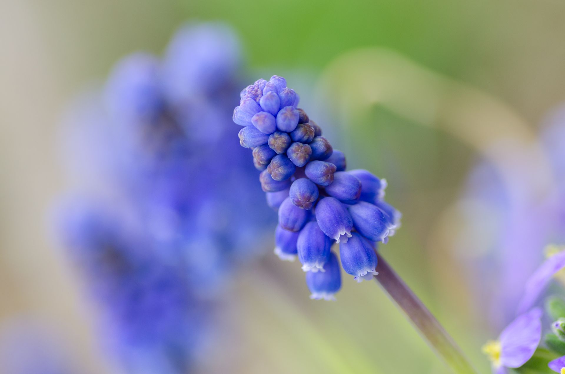 Close-up of a blooming grape hyacinth with delicate petals and vibrant colors in a natural outdoor setting.