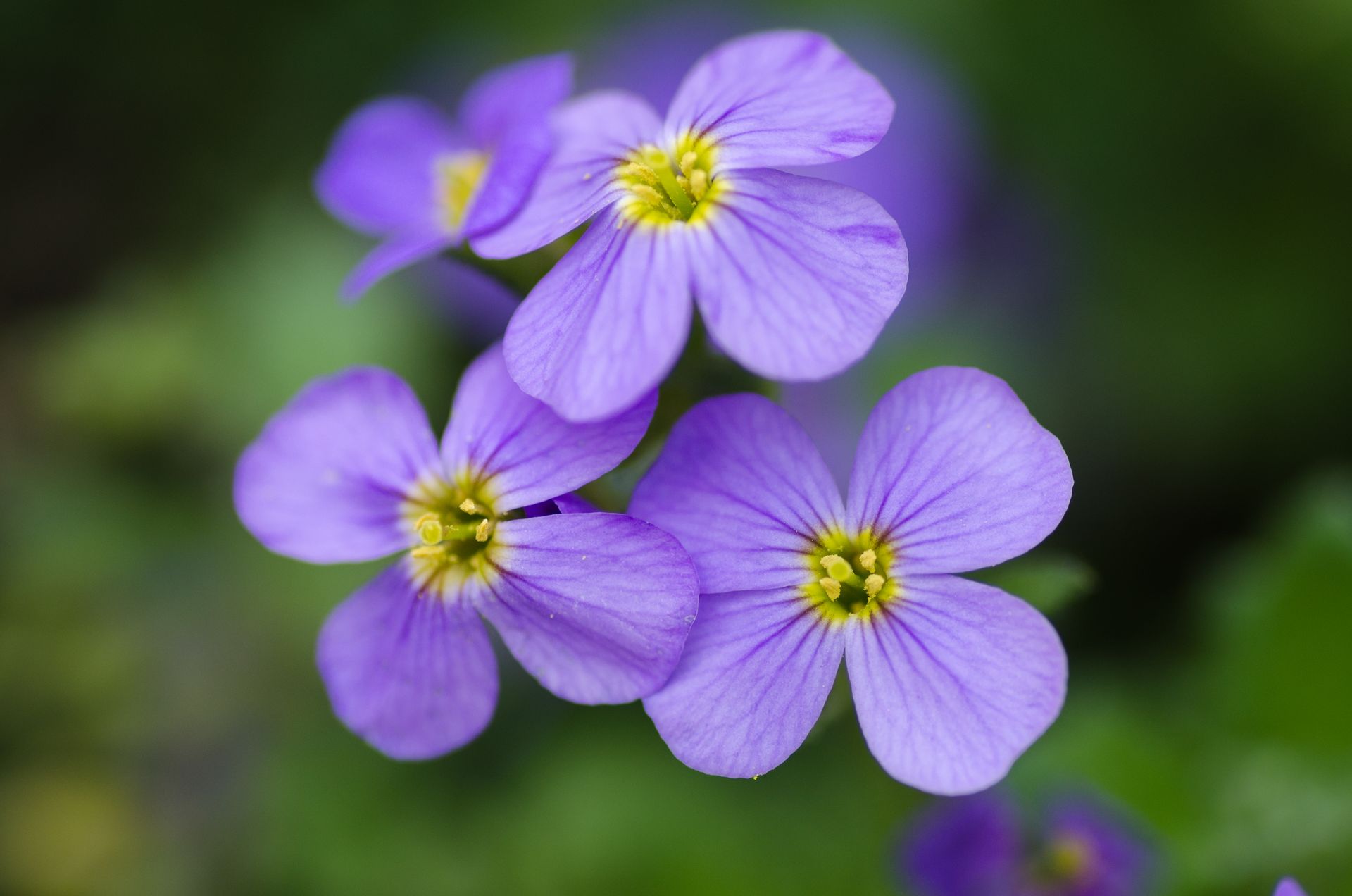 Close-up of delicate purple wildflowers with green background, showcasing natural beauty.