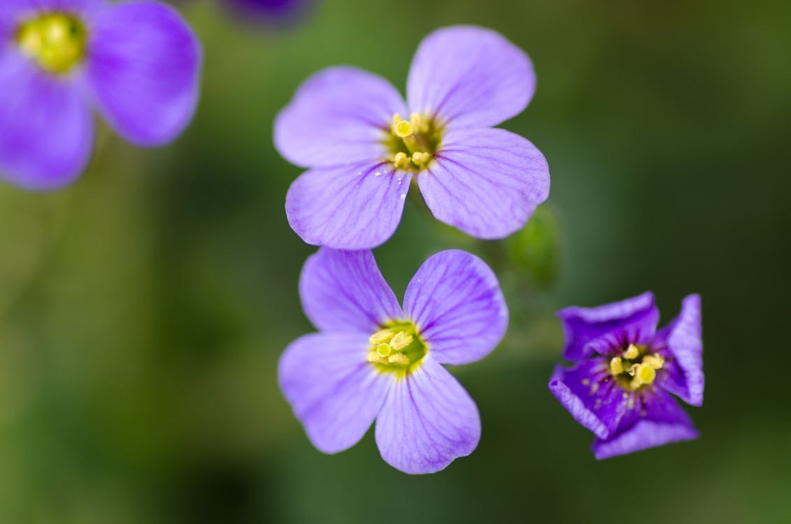 Purple Petaled Flower in Selective Focus Photography