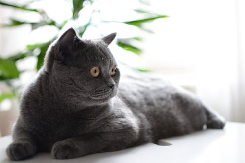 Бесплатное стоковое фото с британская кошка, домашнее животное фотография, домашний