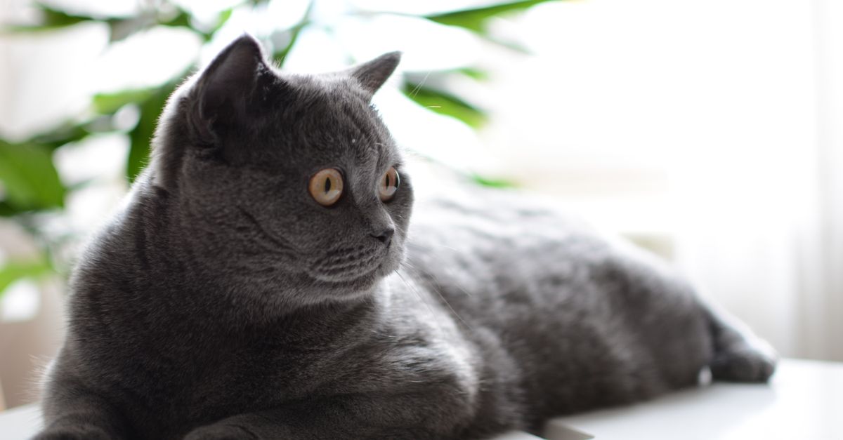 Chat Sans Poil : Guide Complet Races et Soins