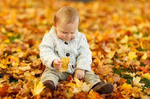 Free Display Autumn Fall Baby Boy Child Stock Photo