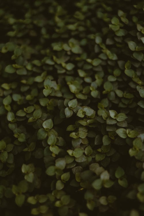 Top view of delicate small fresh green leaves of lush bush as background