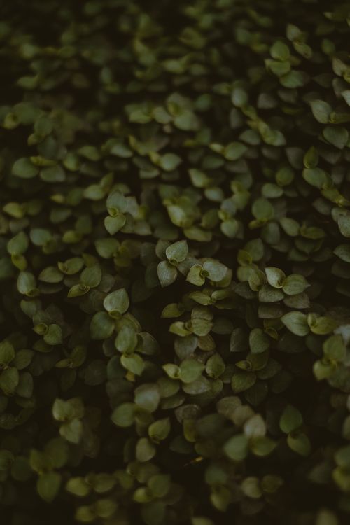 Free Top view of delicate small fresh green leaves of lush bush as background Stock Photo