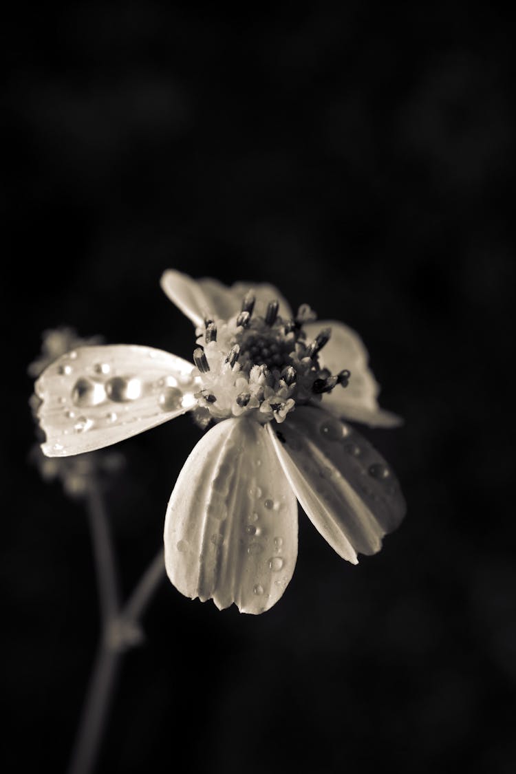 Blooming Gentle Flower With Morning Dew Growing On Field