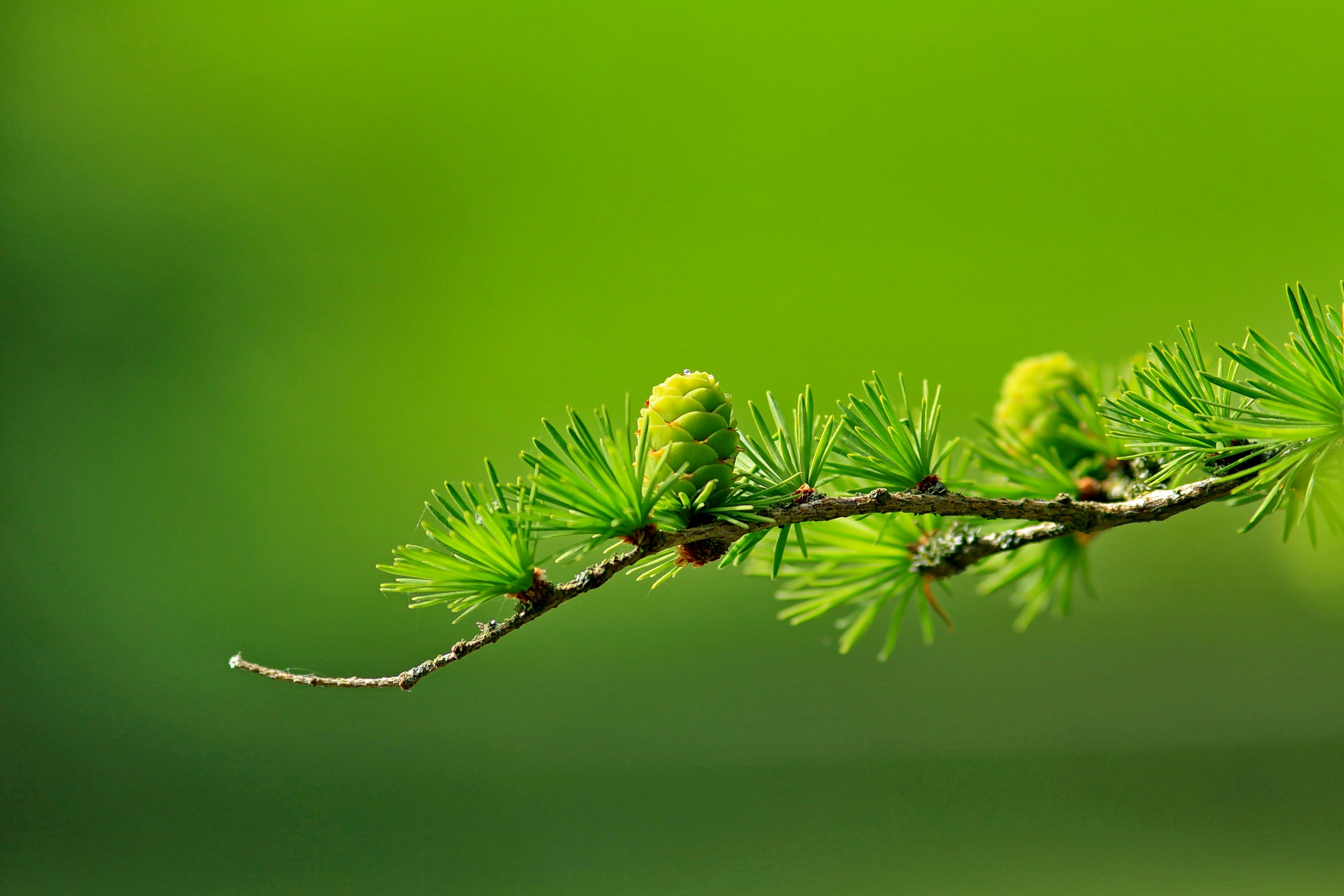 Closeup View Of Green Plant Leaves HD Green Aesthetic Wallpapers  HD  Wallpapers  ID 82702