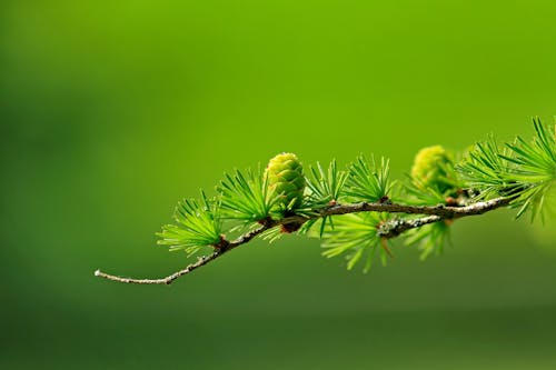 無料 緑の木の植物の葉 写真素材