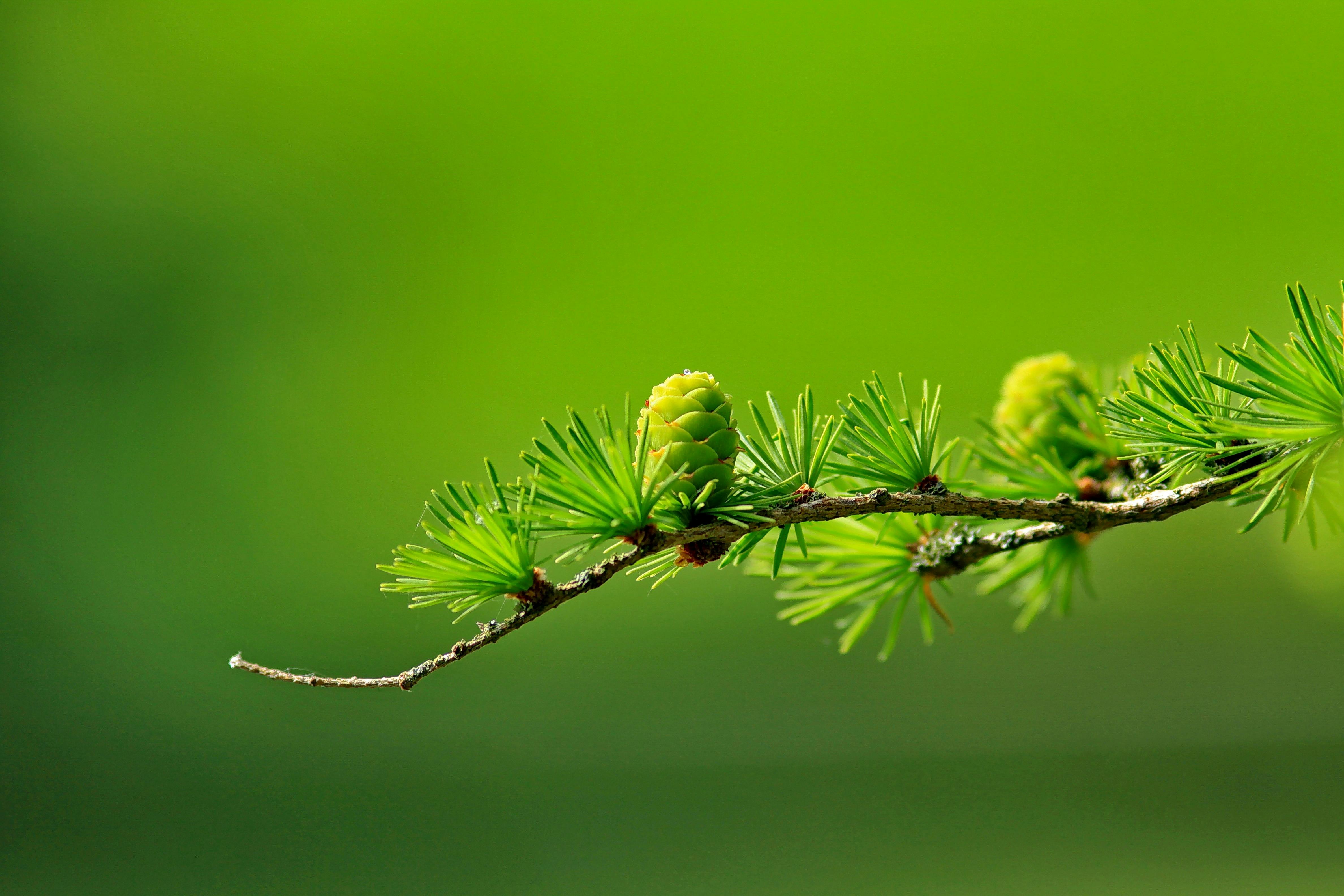 Green Photos, Download The BEST Free Green Stock Photos & HD Images