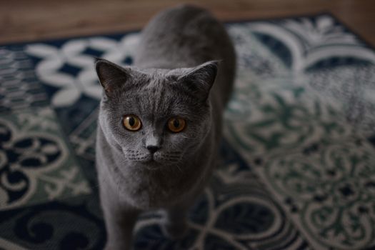 一只琥珀色眼睛的灰色英国短毛猫，坐在室内图案精美的地毯上