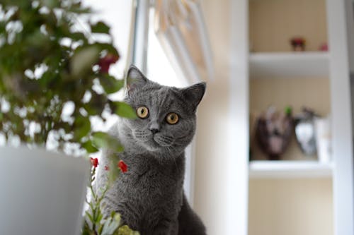 Kostenloses Stock Foto zu britisch kurzhaar, graue katze, häuslich