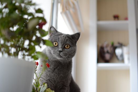 一只灰色的英国短毛猫在室内植物旁，显得很好奇