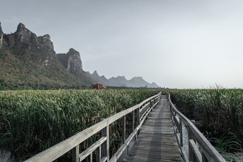 Fotos de stock gratuitas de agricultura, al aire libre, armonía