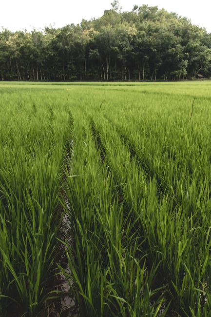 Dari Museum ke Sawah: Belajar Menanam Padi Dari Museum ke Sawah: Belajar Menanam Padi