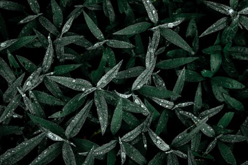 From above of natural green leaves of Eucalyptus tree with fresh morning dew as background