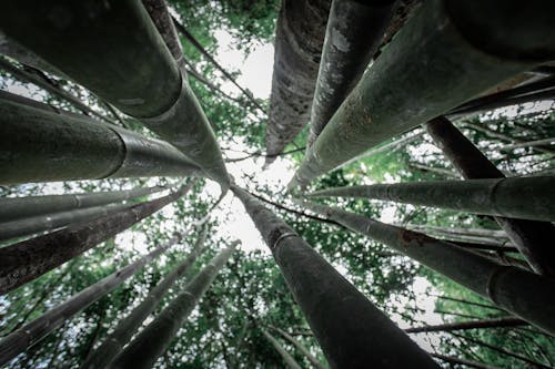 From below of trunks of tall green bamboo trees growing in forest against cloudless sky