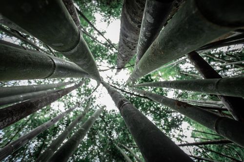 Free From below of trunks of tall green bamboo trees growing in forest against cloudless sky Stock Photo