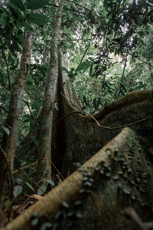 Tropical tree roots and trunk in jungle