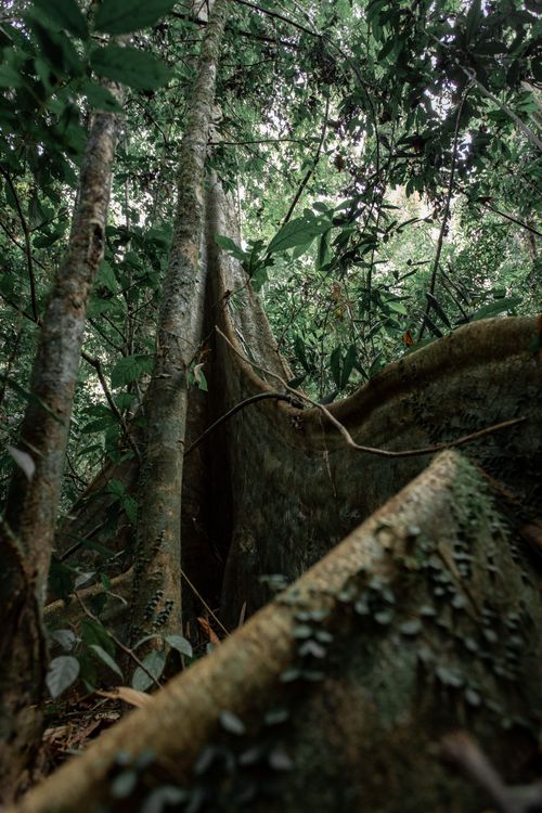 Free From below of buttress roots of Dracontomelon dao tropical green tree growing in lush rainforest on sunny day Stock Photo