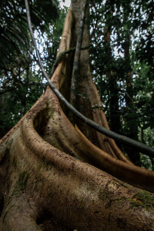 Low angle of giant buttress roots and trunk of Dracontomelon dao tree growing in tropical forest during daytime