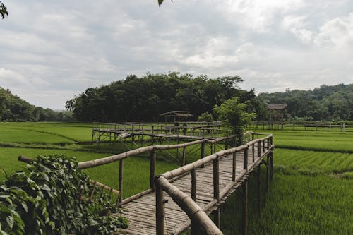 Immagine gratuita di agricoltura, albero, ambiente