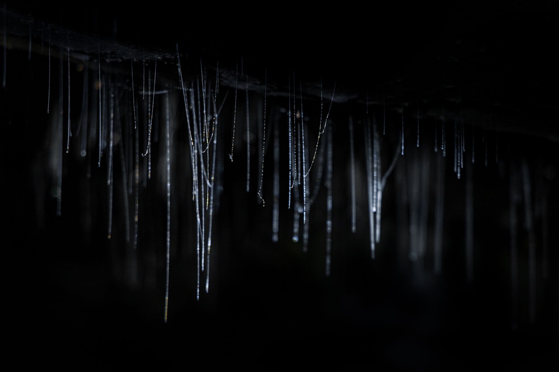From below of black and white glowing luminous webs of Arachnocampa Luminosa worms hanging in dark cave