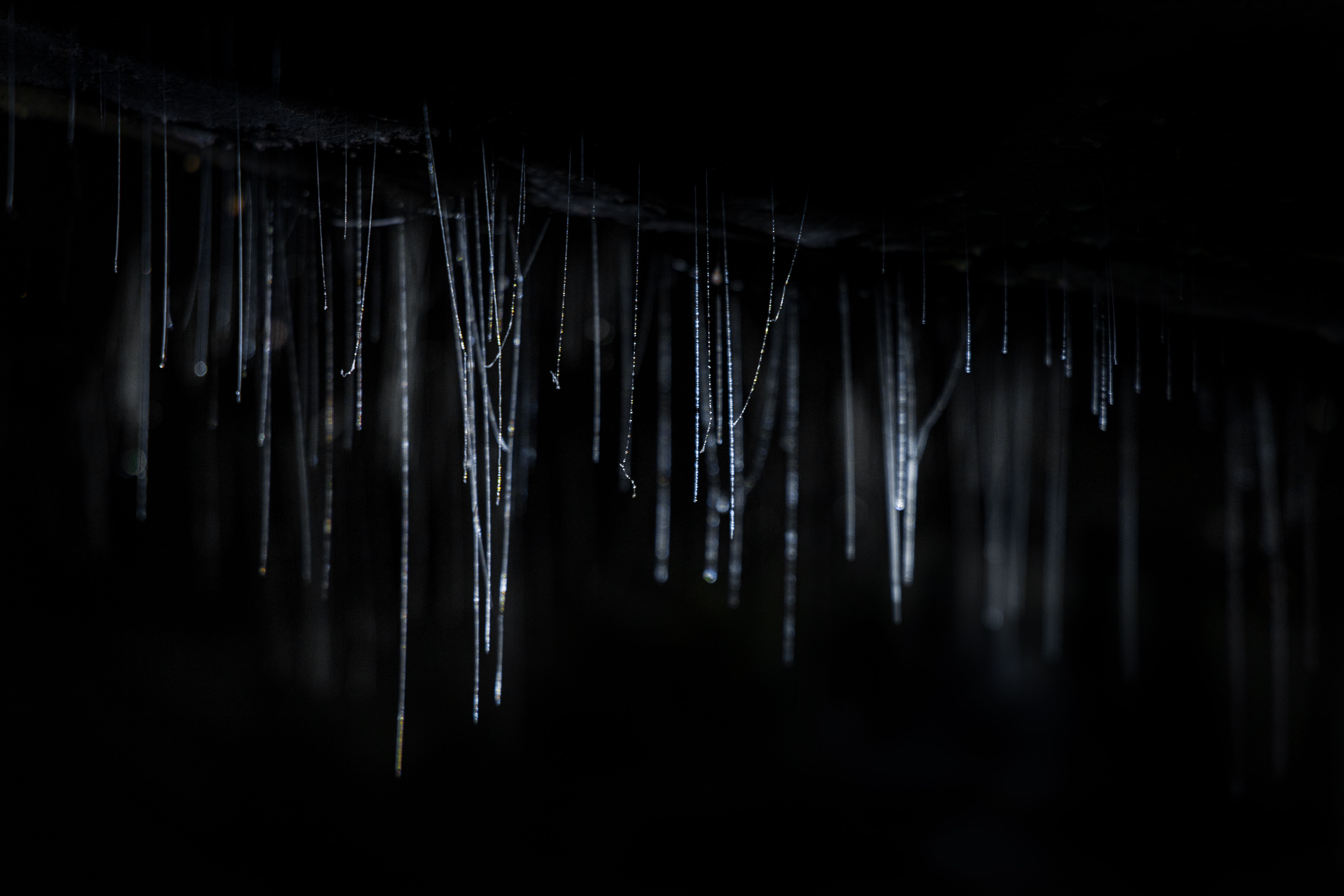 Glowing worms webs in dark cave · Free Stock Photo