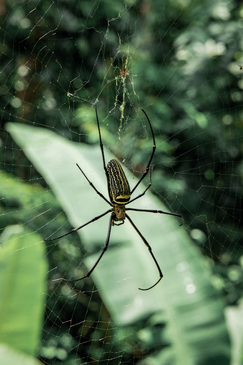 Closeup of northern golden orb weaver spider on cobweb against blurred green plants of tropical forest