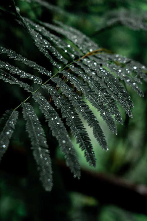 Closeup of fresh green leaves of Persian silk tree with dew growing in garden