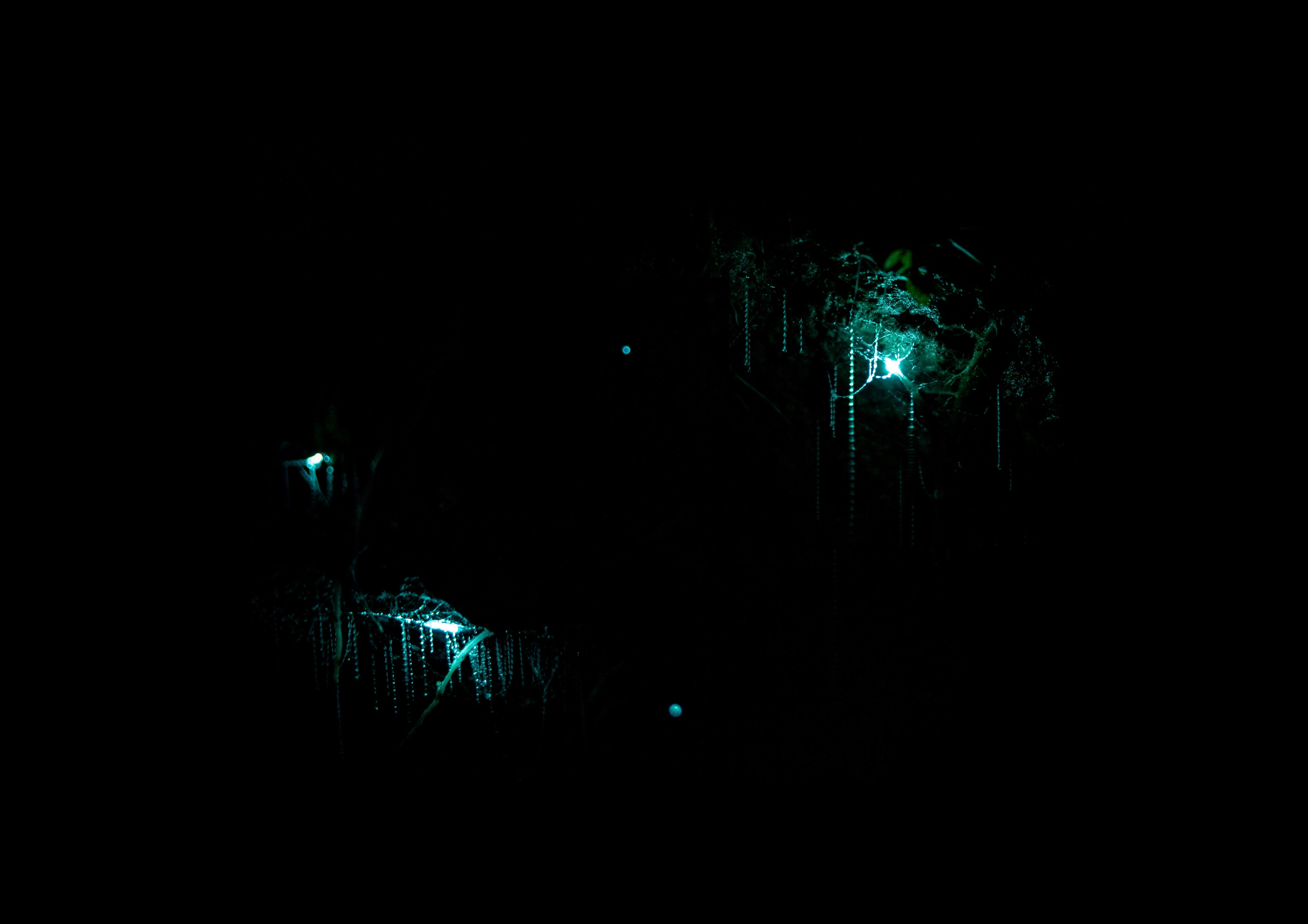 luminous webs of glowing worms in cave