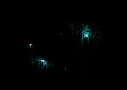 Low angle of dark cave with glowing webs of Arachnocampa Luminosa worms hanging on stalactites