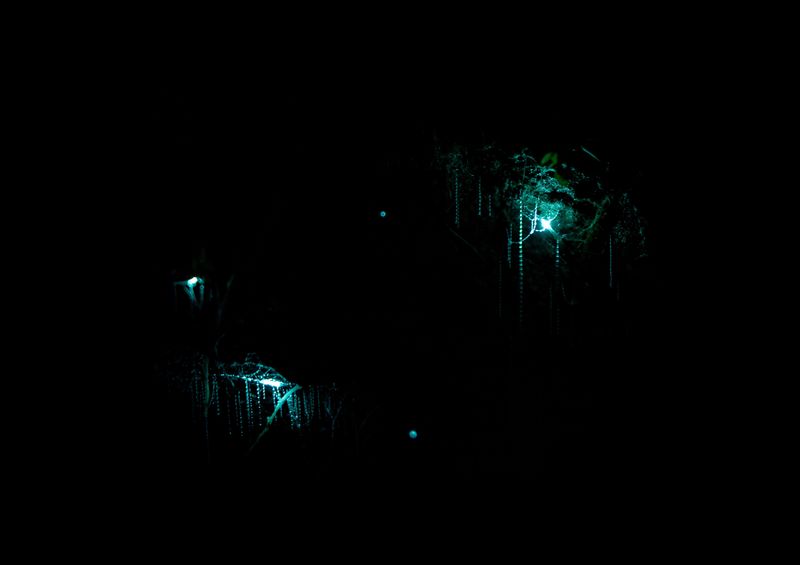 Waitomo Glowworm Caves · 萤火虫洞
