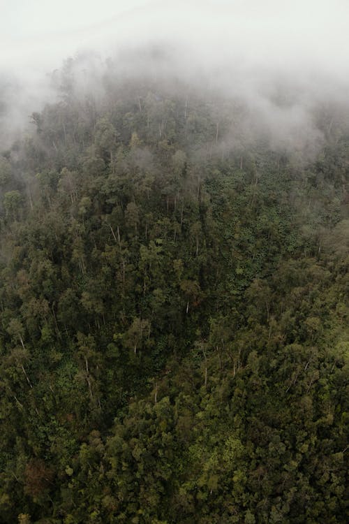 Breathtaking drone view of lush forest with green trees hiding under clouds on overcast day