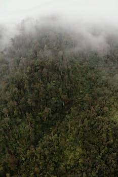 Breathtaking drone view of lush forest with green trees hiding under clouds on overcast day