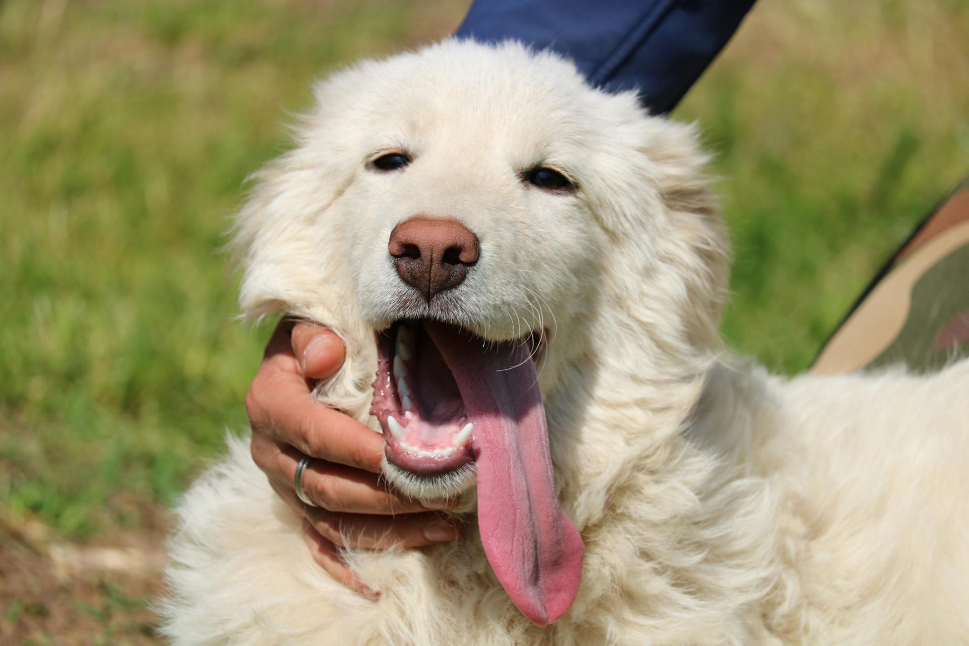 Skörden oigenkännlig man smeker lustig vit fluffig Maremmano Abruzzese Sheepdog med tungan ut medan du spenderar tid tillsammans på grönt fält på en solig dag