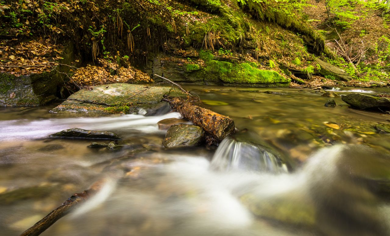 experience the tranquility of a forest stream flowing over mossy rocks
