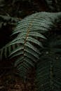 在黑暗、宁静的森林环境中，绿色蕨类植物叶子的细节图像展现了自然之美