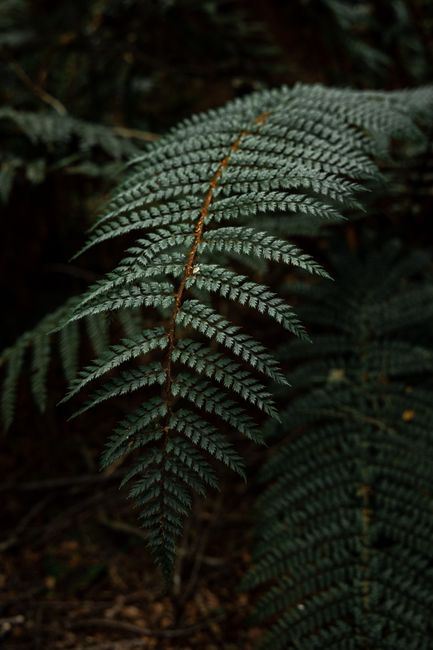 Green leaves of fern growing in tropical forest in countryside on blurred background