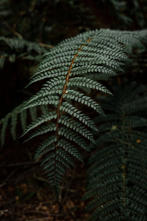 Green leaf of fern branch in forest